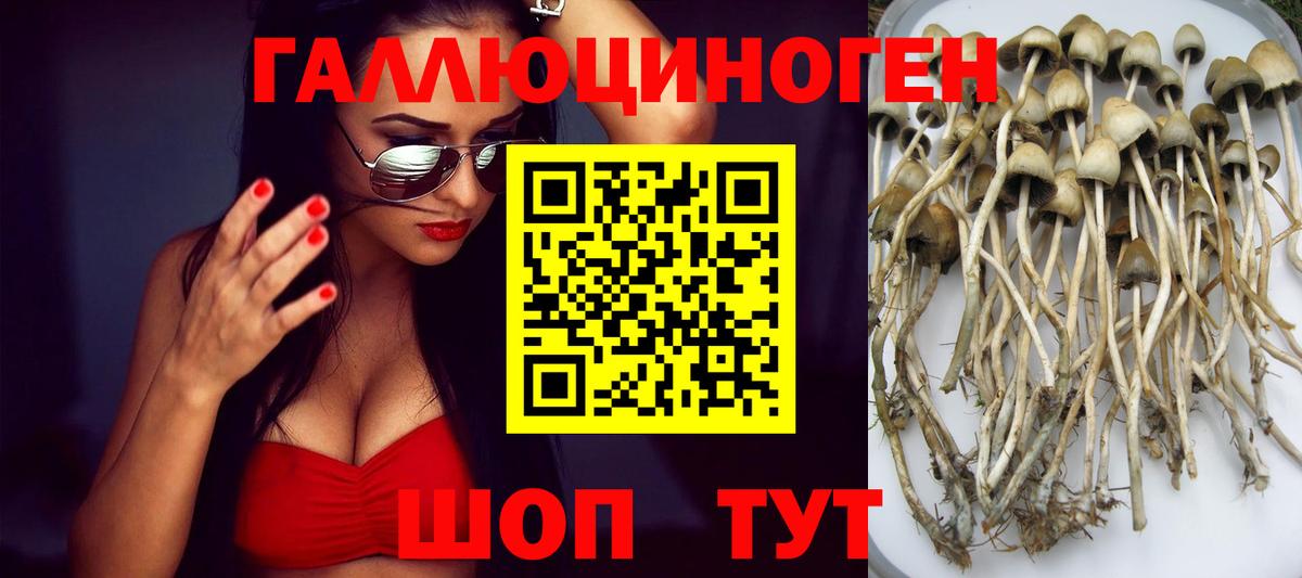 дарнет шоп  Галлюциногенные грибы GOLDEN TEACHER  Медногорск  Вход с VPN  Псилоцибиновые грибы прущие грибы 